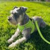Joytale Reflective Dog Harness view 2