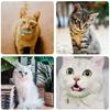 JZK 6-Pack Leather Cat Collars with Removable Bells view 3
