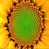 Pure Sunflower Lecithin Powder from Germany, E322, XL Foodservice Tin, 600 g view 3
