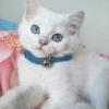 Rutaqian Cat Collar with Quick Release and Bell, Adjustable 28cm x 1cm Purple view 2