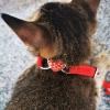 Rutaqian Cat Collar with Quick Release and Bell, Adjustable 28cm x 1cm Purple view 3