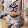 Rutaqian Cat Collar with Quick Release and Bell, Adjustable 28cm x 1cm Purple view 4