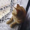 AMD Safety Net for Cats and Children view 2