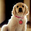 CAMAL 2-Pack Personalized Dog Tags view 3
