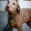 CAMAL 2-Pack Personalized Dog Tags view 4