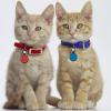 Uiopa 2pcs Personalized Pet ID Tags - Bone/Round view 3