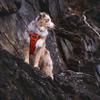 Floxik Gray Dog Harness, L | No-Pull Reflective & Padded Chest Harness with Handle for Medium and Large Dogs | Also Suitable for Puppies view 2