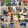 Dog Denim Overalls, Blue Pet Jeans view 3