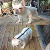 Small to Medium Dog Coat with Harness, Waterproof Leather Jacket for French Bulldog (Color: Blue, Size: XL) view 3