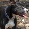 CAMAL Personalized Dog Tag view 4
