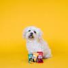 Fringe Studio Plush Dog Toy Set - Howling Sauce view 3