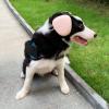 derYEP Dog Ear Protection, 29 dB NRR Noise Protection (Small, Pink) view 3