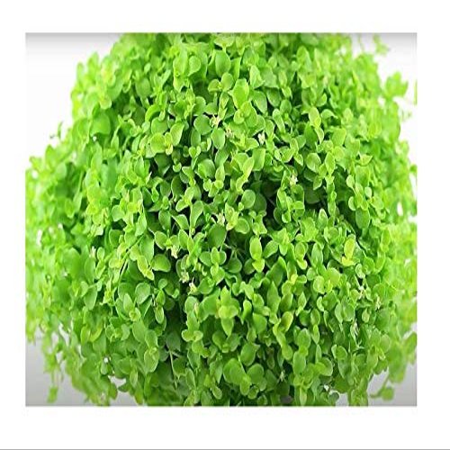 30x Round-Leaf Pearlwort Micranthemum umbrosum Aquarium Plants - Seeds