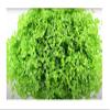 30x Round-Leaf Pearlwort Micranthemum umbrosum Aquarium Plants - Seeds view 1
