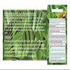 30x Round-Leaf Pearlwort Micranthemum umbrosum Aquarium Plants - Seeds view 4