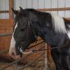 Majestic Ally Padded Horse Halter with Reins, Royal Blue, Full view 3