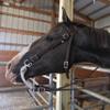 Majestic Ally Padded Horse Halter with Reins, Royal Blue, Full view 4