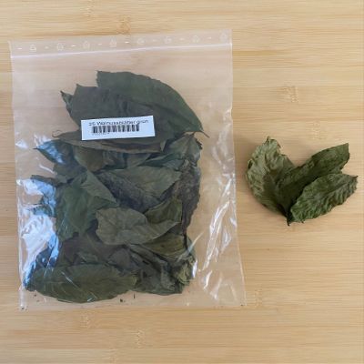 Dried Green Walnut Leaves (25 pcs, approx. 15g)