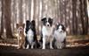 SPJOY Custom Dog Nature Paint by Numbers, 16 x 20 in view 1