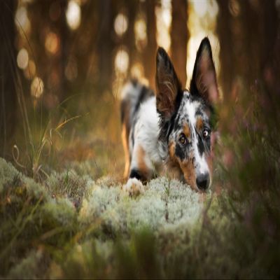 SPJOY Dog Paint by Numbers Craft Kit, 16 x 20 in