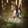SPJOY Dog Paint by Numbers Craft Kit, 16 x 20 in view 1