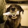 Bellfor Dental Spray for Dogs Against Bad Breath, 100 ml—Dental Care with Chamomile Extract and Calcium Chloride, No Toothbrush Needed view 4