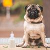 UKCOCO 6-Piece Pet Feeding Bottles view 2