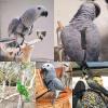 Parrot Harness and Leash view 2