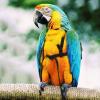 Parrot Harness and Leash view 3