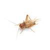 proinsects Medium Crickets | 500 PCS | Bulk Pack | Feed Insects view 1