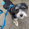Petlando Dog Leash 2 m, Softly Padded Mesh, Petrol, 230 x 2.5 cm view 4