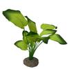 Aqua D'ella Anubias Plant 20 cm view 1