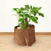 Gereton Coconut Mat, Natural Fiber Replacement Liner view 3