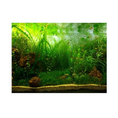 Aquarium Background Poster, Water Grass Style, 3D Effect