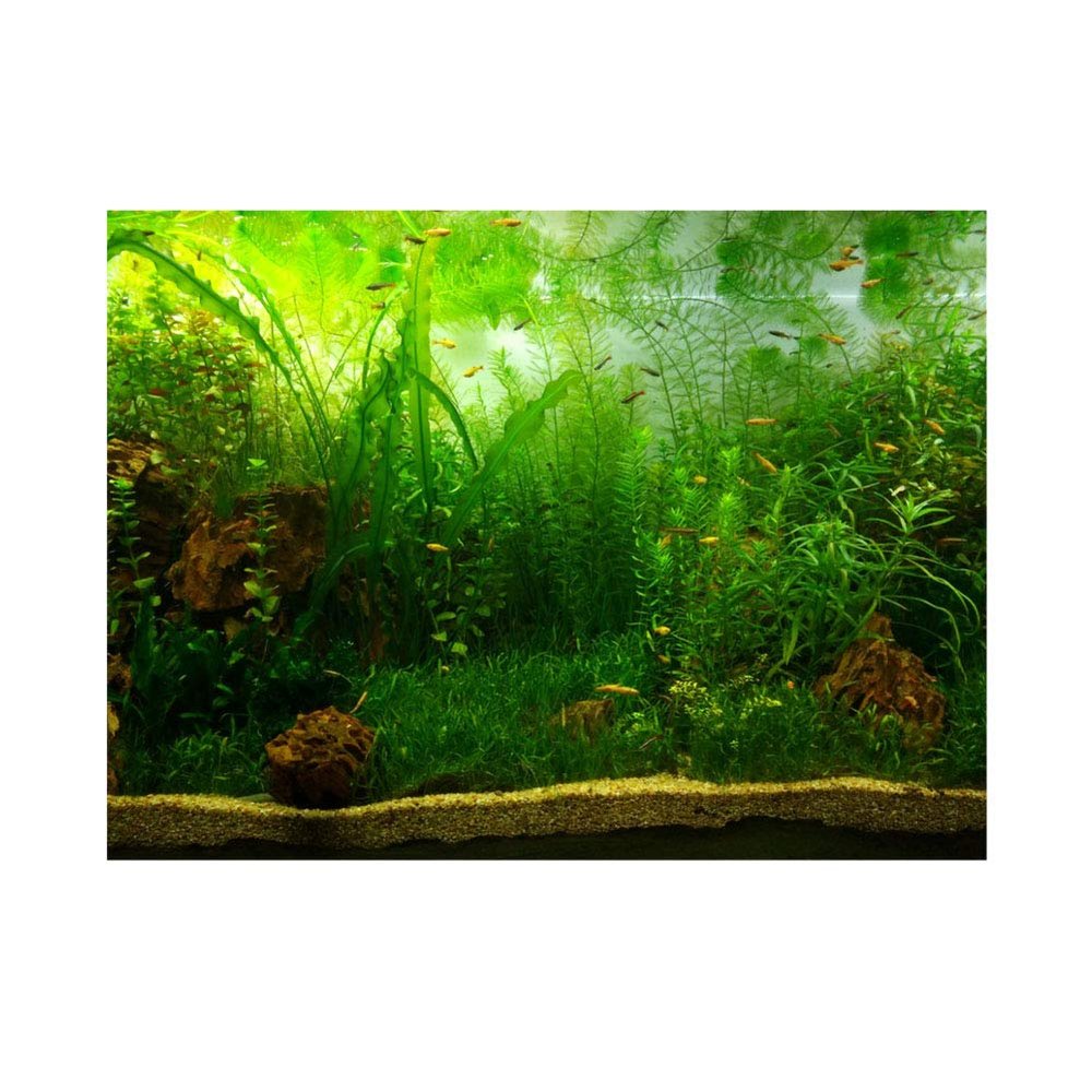 Aquarium Background Poster, Water Grass Style, 3D Effect