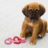 Alipis Dog Toy with Dental Cleaning and Chewing Function view 3