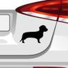 Wirehaired Dachshund Sticker – 6 Sizes, 21 Colors view 3