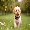 Buddypack Wide, Softly Padded Dog Collar (Brown-Cream, XS) view 2