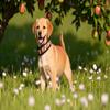 Buddypack Wide, Softly Padded Dog Collar (Brown-Cream, XS) view 4