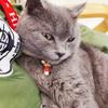 Cat Collar with Quick Release | Leather Cat Collar | Handmade | with Bell | Golden Ball | Japanese Design | Adjustable | 2 Pack view 2
