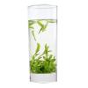 Chinese Longjing Spring Green Tea, Dragon Well (250 g) view 2
