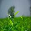 Chinese Longjing Spring Green Tea, Dragon Well (250 g) view 4