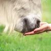 Agrobs Selen Pur | 700 g Bag | Complementary Feed for Horses | With Selenium & Vitamin E view 4
