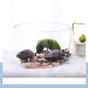 FURUIWUFENG Desktop Transparent Glass Aquarium with Base, Small Fish/Turtle Tank Kit view 4