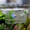 Saturey Acrylic Aquarium Breeding Incubator Holder view 2