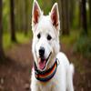 Buddypack Rainbow Wide, Soft-Padded Dog Collar (Black, S/M) view 2