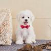 ARING PET Velvet Dog Collar - Red with Bow view 4