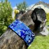 Martingale Dog Collar for Greyhounds, Salukis, Whippets and Similar Neck Shapes, 5.1 cm Wide (XL: 43.2–55.9 cm) view 2