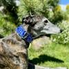 Martingale Dog Collar for Greyhounds, Salukis, Whippets and Similar Neck Shapes, 5.1 cm Wide (XL: 43.2–55.9 cm) view 4