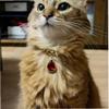 Ruluti Rhinestones Cat Collar - Gold Chain view 4
